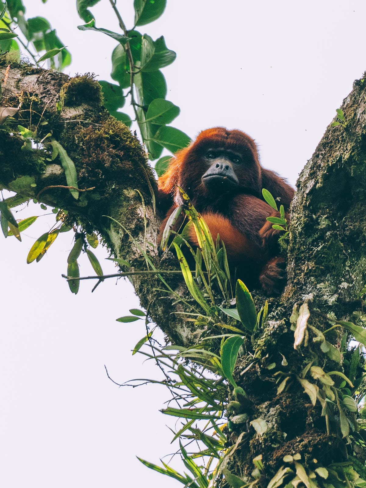 Circuit 15 jours en Colombie, le classique