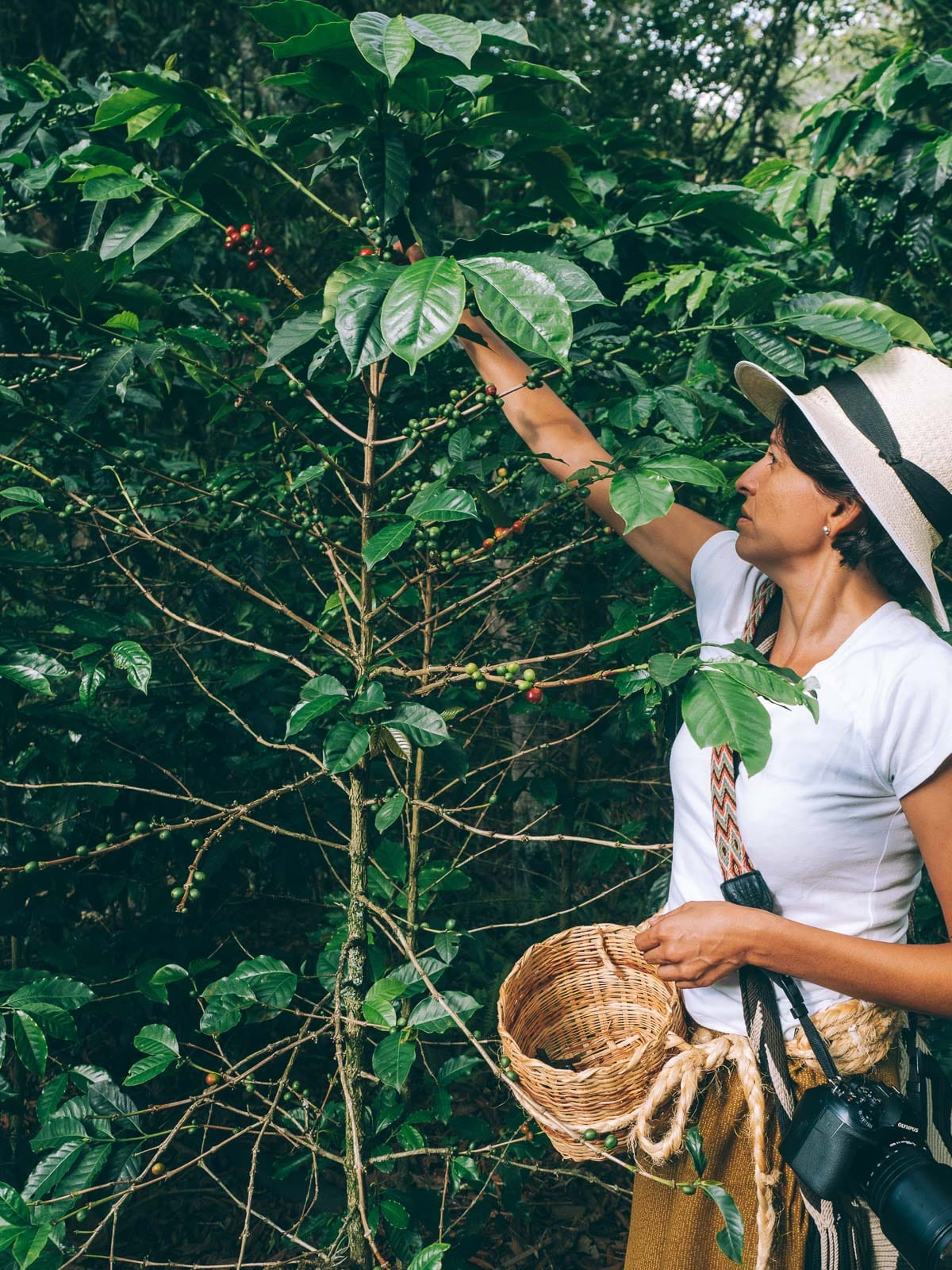 Circuit 15 jours en Colombie, le classique